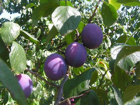 How The Pershore Plum Helped Win The First World War The History Press