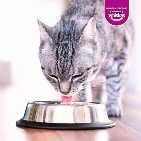 Whiskas Alimento Húmedo Para Gato Adulto Pollo 24 sobres x 85 g