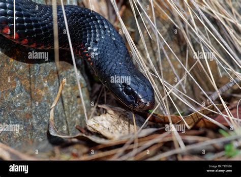 Red Bellied Black Snake Pseudechis Porphyriacus Species Of Elapid