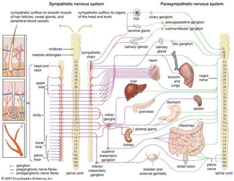 Sympathetic Nervous System Anatomy