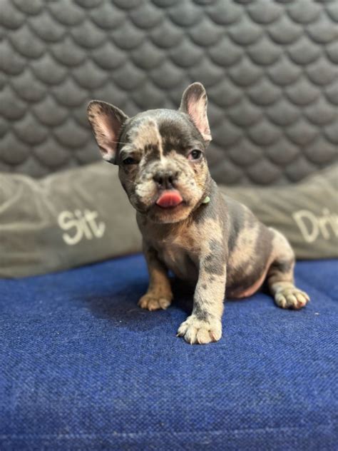 Female Merle Frenchie | Raffle Creator