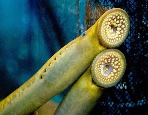 Sea Lamprey Great Lakes Fishes Field Guide · Inaturalist