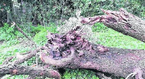 Caserta Il Vento Mette Ko Il Parco Della Reggia 34 Alberi Ko