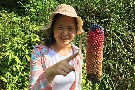 这种野草根磨成粉，能膨胀100倍，农民拿它做豆腐，卖30元一斤