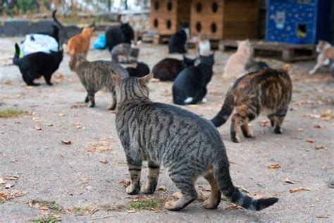 Burlington Officials Say Dont Feed The Feral Cats