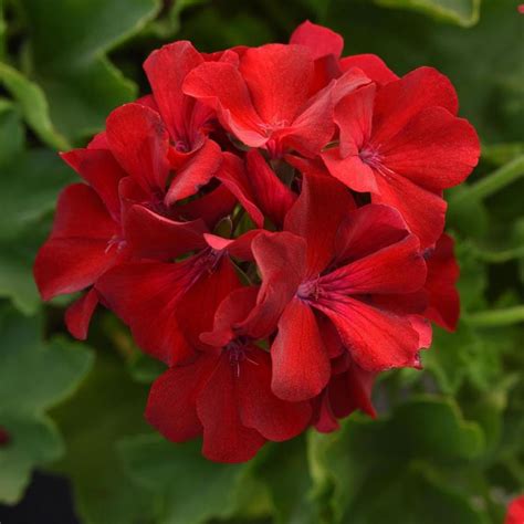 Pelargonium Marcada Dark Red Improved Interspecific Geranium From