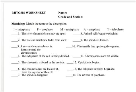 Solved MITOSIS WORKSHEET Name Grade And Section Matching Match