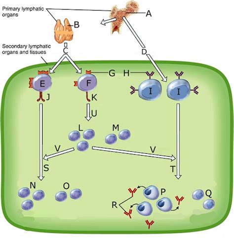 Chapter 21 Immune System Diagram Quizlet