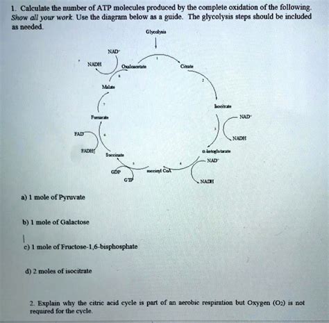 SOLVED Calculate The Number Of ATP Molecules Produced By The Complete