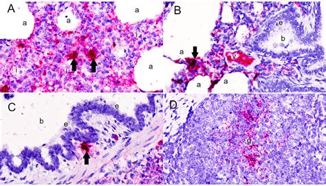 Frontiers Porcine Parvovirus Is Predominantly Associated With