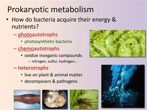 PPT - Prokaryotes PowerPoint Presentation, free download - ID:2823856