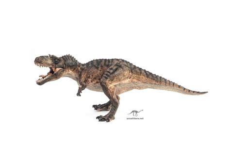 Gorgosaurus