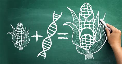 GMO Foods: 13 of the Most Common Genetically Modified Foods