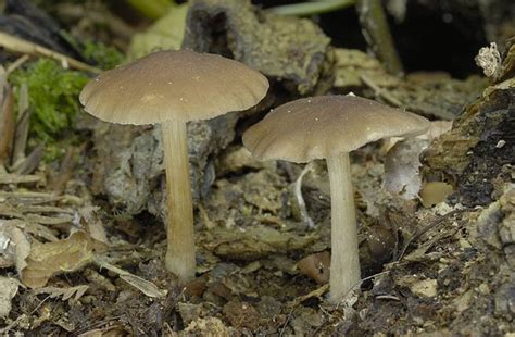 Плютей жилковатый (Pluteus phlebophorus) фото и описание