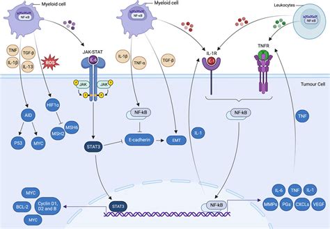 Frontiers Trinity Of Inflammation Innate Immune Cells And Cross Talk