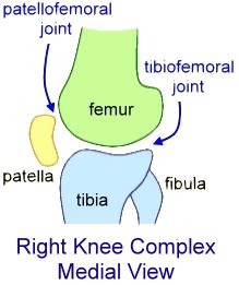 Knee Flashcards Quizlet