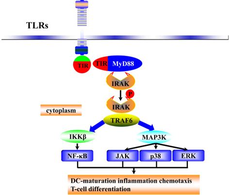 Tlr Regulation Of Pro Inflammatory Cytokines Activation Of Toll Like