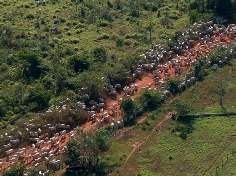 Estudo Mostra Que Redução De área Protegida Favorece Desmatamento O