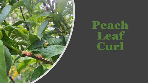 Peach Leaf Curl Youtube