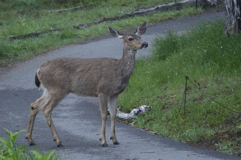 Everything You Want To Know About Muntjac Deer Face Scent Glands - A-Z ...