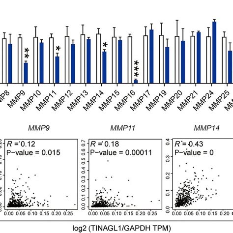 Tinagl1 Regulates Multiple Matrix Metalloproteinase Gene Expression