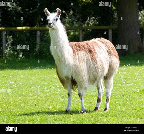 llama farm kent stock photo alamy