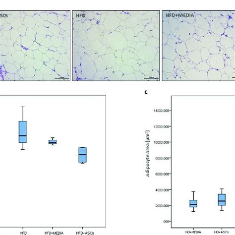 Adipose Derived Mesenchymal Stem Cells Attenuate Epididymal Adipose Download Scientific Diagram