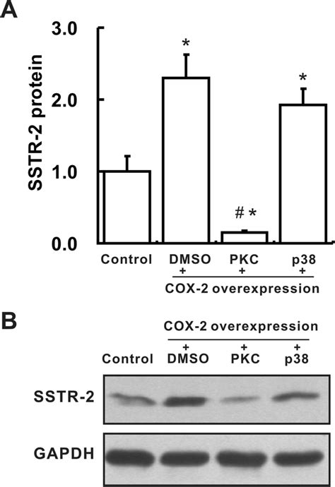 COX 2 Up Regulates SSTR 2 Expression Via The PKC P38CREB Signaling