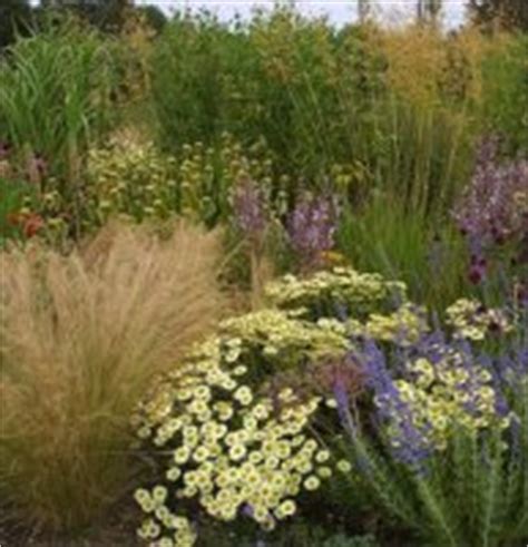 Garden Design - a prairie planting from Chris Barnes