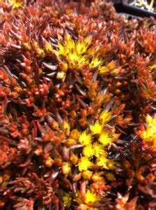 Sedum Polytrichoides Chocolate Ball Blue Sky Nursery