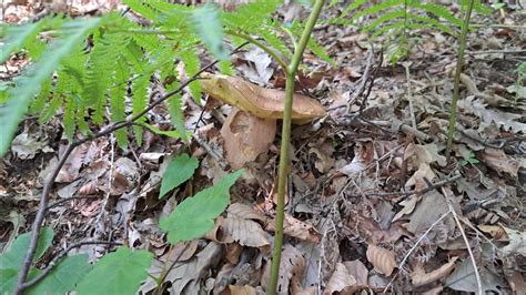 Funghi Porcini Giugno Youtube