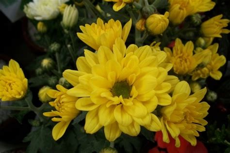 Yellow chrysanthemum 190044 photos free download