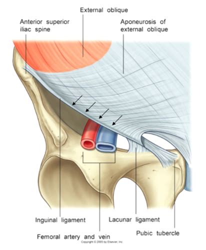 Anatomy Of The Inguinal Region - ANATOMY