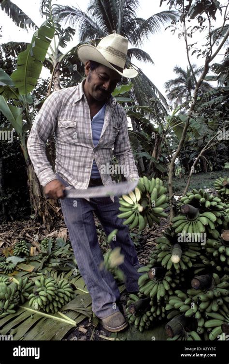 Haiti Banana Banque De Photographies Et Dimages Haute R Solution Alamy