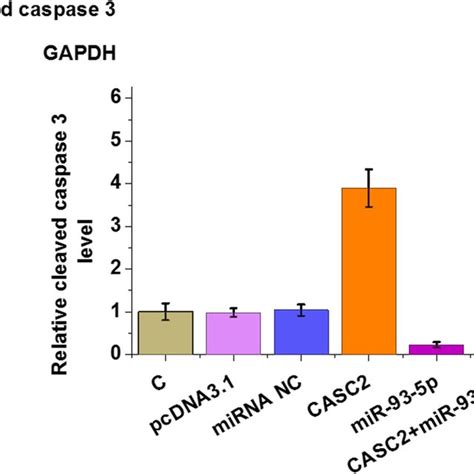 MiR 93 5p Overexpression Suppressed The Production Of Cleaved Caspase 3