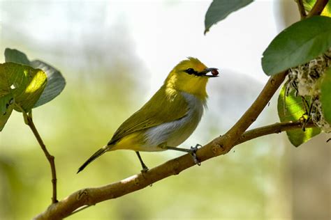 Foto Opior Wallacea Si Kuning Mungil Endemik Nusa Tenggara