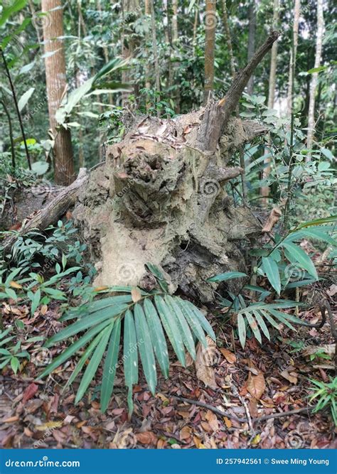 Bushy Tropical Jungle Tree Rooting into the Ground at the Rainforest