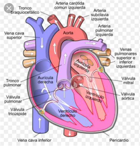 Anatomía del aparato circulatorio | Heart valves anatomy, Heart diagram ...