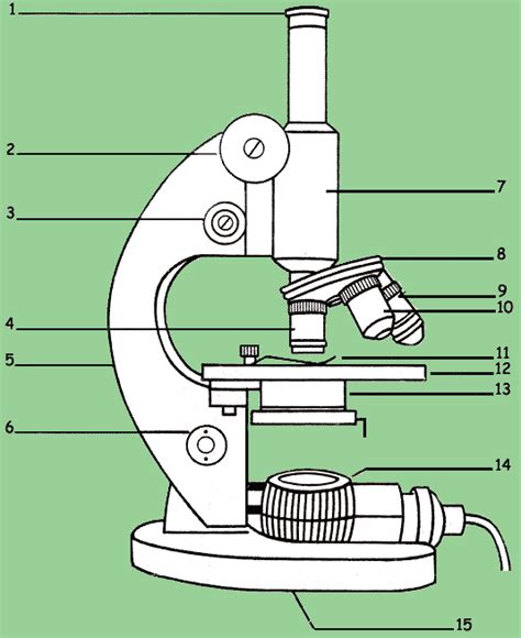 Dibujo Microscopio Y Sus Partes Biologia Y Microbiologia Microscopia Images 24750 Hot Sex Picture