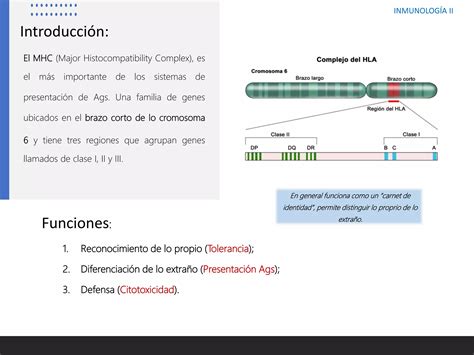 Mhc Complejo Mayor De Histocompatibilidad Ppt