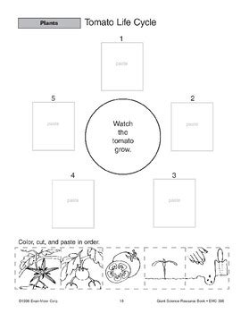 Tomato Plant Life Cycle Worksheet