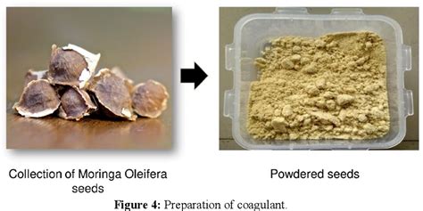 Figure 4 From Harvesting Of Microalgal Biomass Using Moringa Oleifera