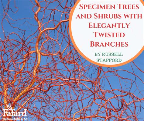 Specimen Trees And Shrubs With Elegantly Twisted Branches Fafard