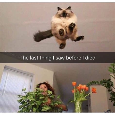 The Last Thing I Saw Before I Died Cat Quotes Funny Cute Animal