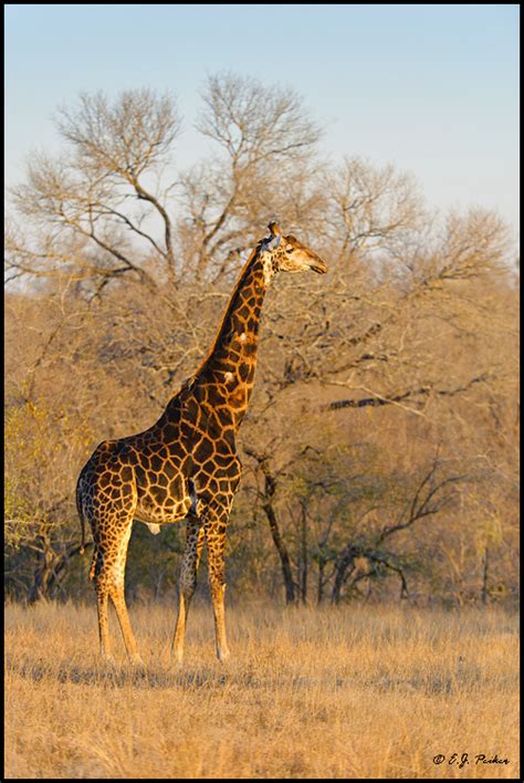 Animals pictures: Southern Giraffe