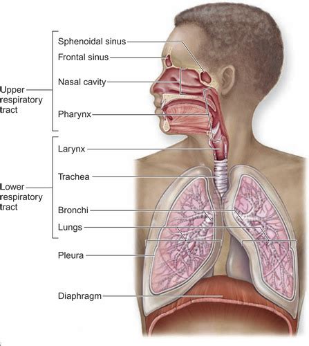 Lecture Respiratory System Flashcards Quizlet