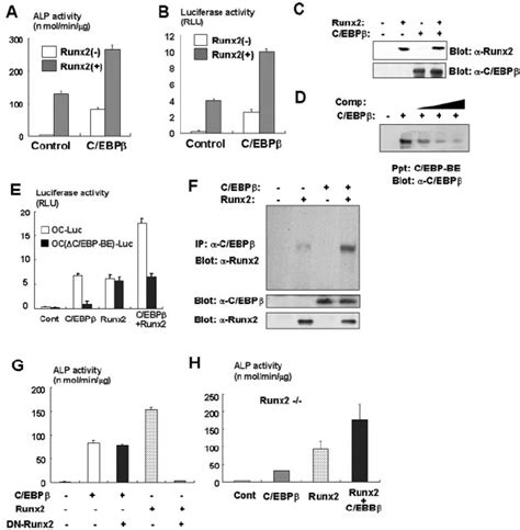 C Ebp Regulates Osteoblastogenesis In A Runx Dependent And