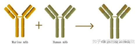 抗体人源化的发现之旅 知乎