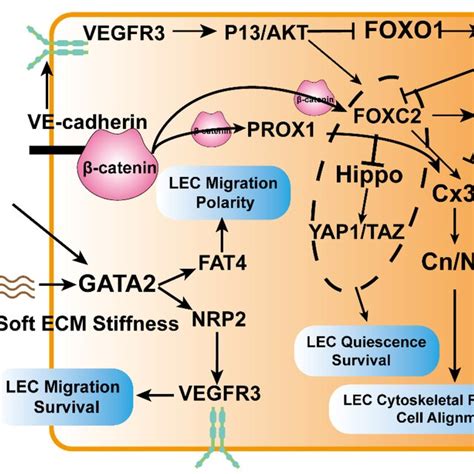 Molecular Mechanism Of The Effect Of Mechanical Signals On Lecs