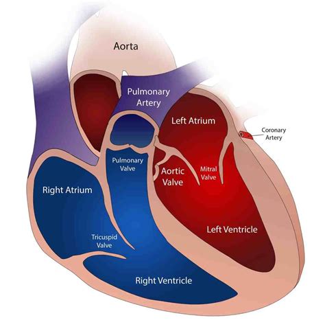 Penyakit Stenosis Katup Mitral Kedokteran — CaiHerang